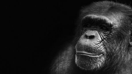 The chimp paradox business book review