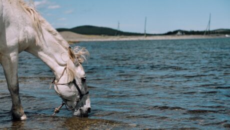horse drinking