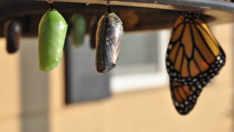 pivot butterfly pupas