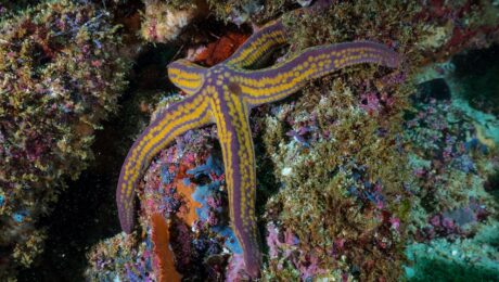 the starfish and the spider