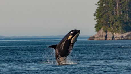 whale done positive relationships