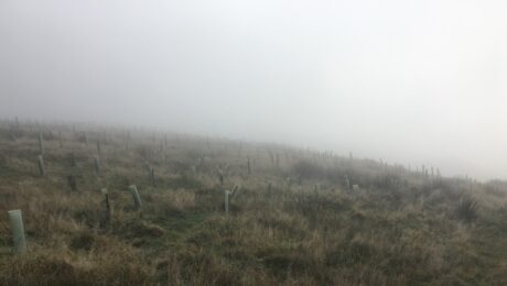 plant a tree for climate change