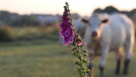 purple cow business book review