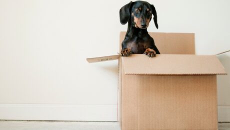 the self-deception box