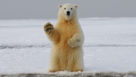 positive thinking polar bear climate change