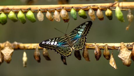 business transformation