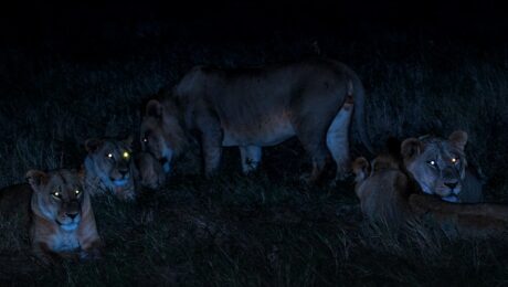 night safari new market