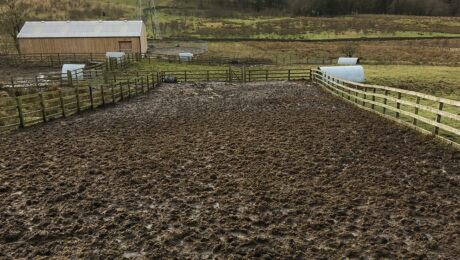 shiva trust plant a tree