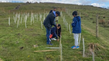 plant a tree becomes forest