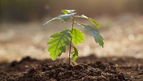 tree planted climate change